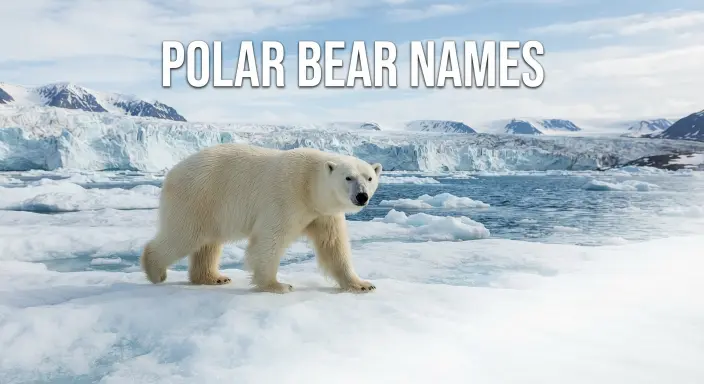 Polar Bear Names With Name Generator